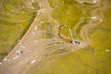 Nehir ya da göl yosun su kirliliği