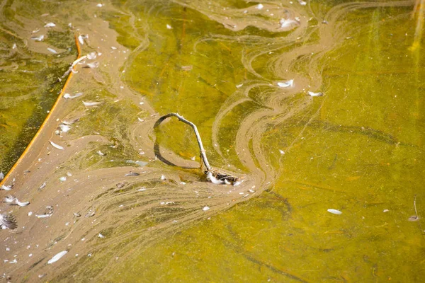 川や湖で有毒水汚染 — ストック写真