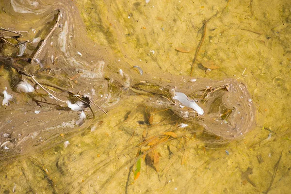 川や湖の水質汚染 — ストック写真