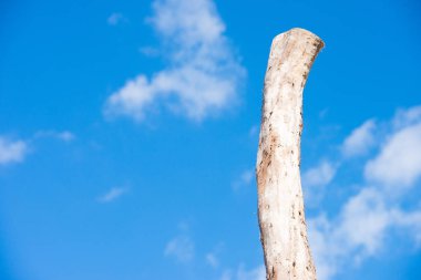 Bir uzun ölü ağaç gövde izole mavi gökyüzü