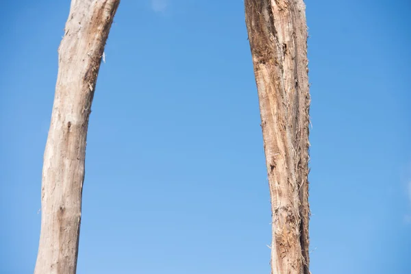 Alto troncos de árvores mortas céu azul isolado — Fotografia de Stock