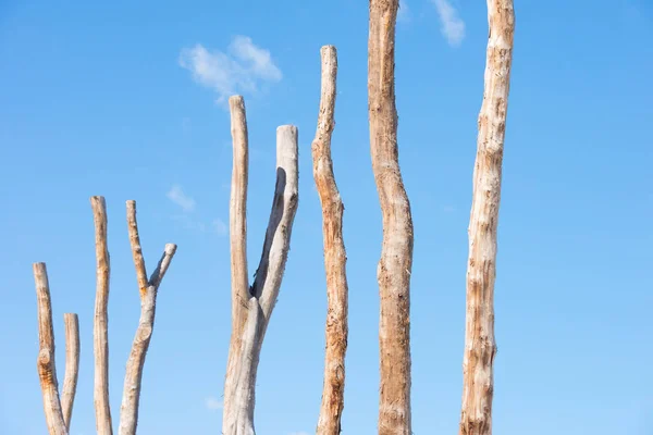 Muitos troncos de árvores mortas altas isolado céu azul — Fotografia de Stock
