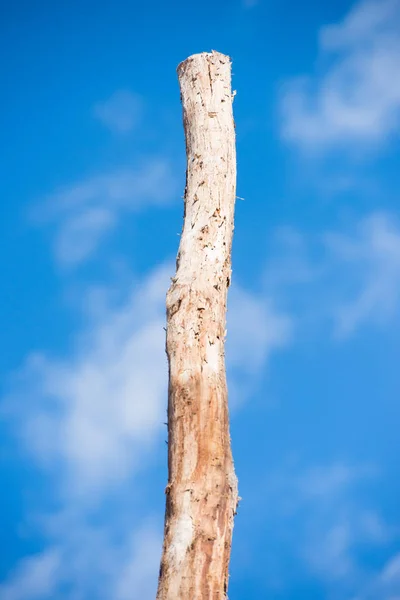 단일 키 죽은 나무 트렁크 절연 푸른 하늘 — 스톡 사진