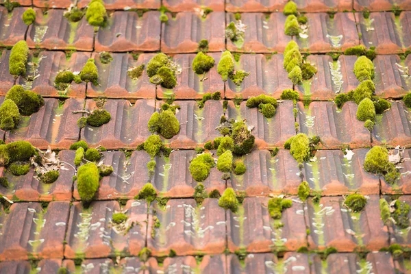 苔で赤い屋根瓦を風化します。 — ストック写真