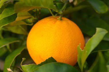 Açık havada plantasyon içinde portakal narenciye