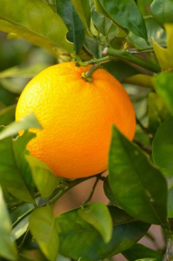 Açık havada plantasyon içinde portakal narenciye