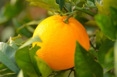 Açık havada plantasyon içinde portakal narenciye