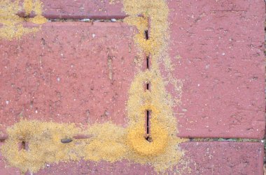 Ants and Cracks in residential pavement clipart
