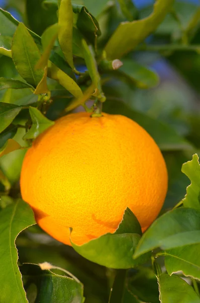 Açık havada plantasyon içinde portakal narenciye