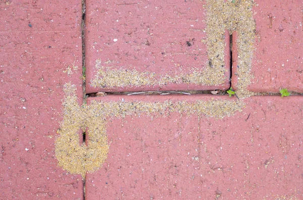 Formigas e rachaduras em pavimento residencial — Fotografia de Stock