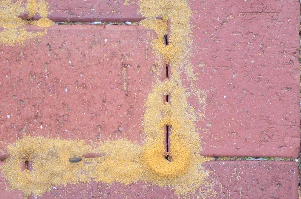 Ants and Cracks in residential pavement