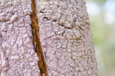 Avustralya ağaç kabuğu kapatın arka plan