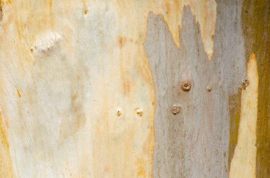 Avustralya ağaç kabuğu desen ve doku kapatın