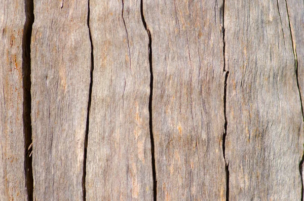 澳大利亚树树皮关闭了背景 — 图库照片