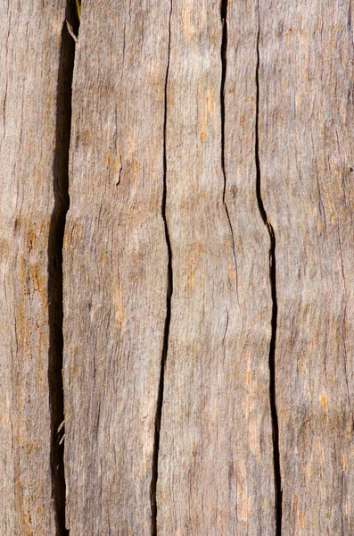 Árvore australiana casca fechar o fundo — Fotografia de Stock