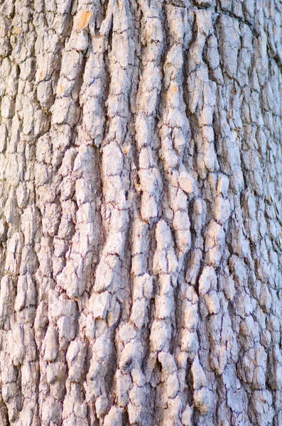 Árvore australiana casca fechar o fundo — Fotografia de Stock