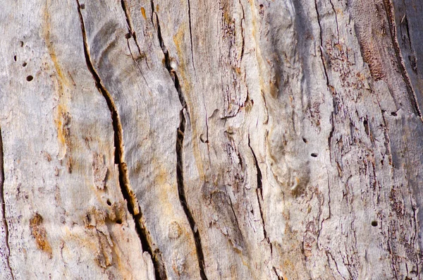 Australiensiska trädet bark närbild bakgrund — Stockfoto