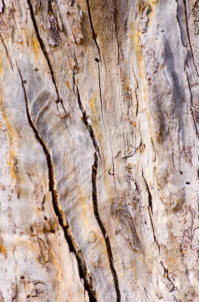 Australiensiska trädet bark närbild bakgrund — Stockfoto