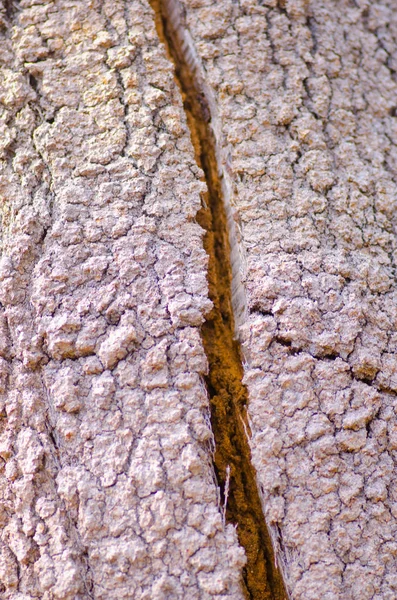 Australiensiska trädet bark närbild bakgrund — Stockfoto