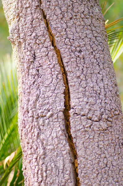 Árvore australiana casca fechar o fundo — Fotografia de Stock