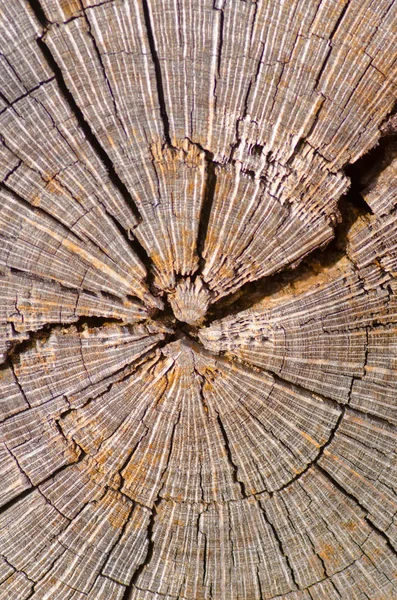 Primer plano Patrón y textura del tronco del árbol australiano — Foto de Stock