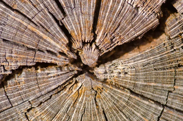 Nahaufnahme australischer Baumrindenmuster und -struktur — Stockfoto
