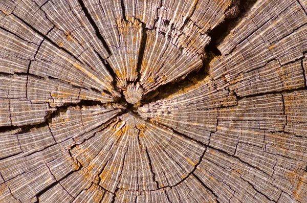 Närbild av australiensiska trädet bark mönster och struktur — Stockfoto