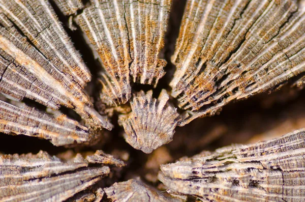 Primer plano Patrón y textura de corteza de árbol australiano — Foto de Stock