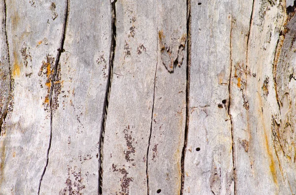 Close up Australian árvore casca padrão e textura — Fotografia de Stock
