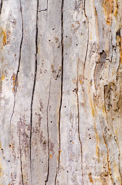 Närbild av australiensiska trädet bark mönster och struktur — Stockfoto