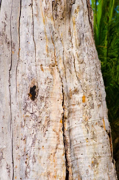 Gumtree bark pattern forest Austrália — Fotografia de Stock