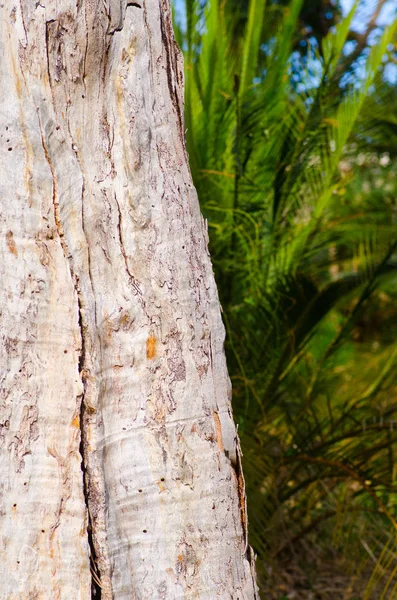 Gumtree bark mönster skogen Australien — Stockfoto