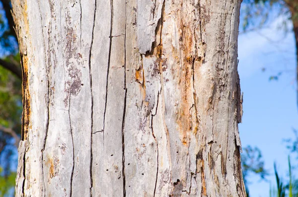 Close up padrão de casca de goma Austrália — Fotografia de Stock