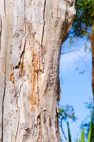 Närbild på gumtree bark mönster Australien — Stockfoto