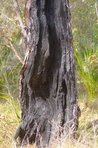 Black burnt tree trunk outback bush Australia