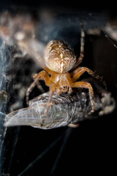 Araneus Diadematus Aranha Está Comendo Uma Mosca Fundo Preto — Fotografia de Stock