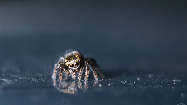 Araña Mundo Gris — Foto de Stock