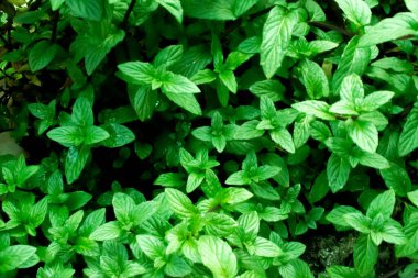 Organik bahçede taze nane ağaçları. Nane aromalı nane şekeri..