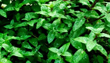 Organik bahçede taze nane ağaçları. Nane aromalı nane şekeri..