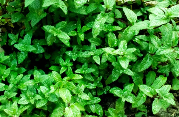 Frische Minzbäume im Bio-Garten. Pfefferminze für Pfefferminzgeschmack. — Stockfoto