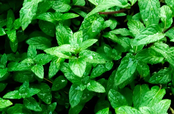 Menta fresca en el jardín orgánico. Menta para saborizar la menta . — Foto de Stock