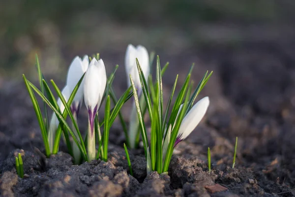 Witte crocus close-up over grond — Stockfoto