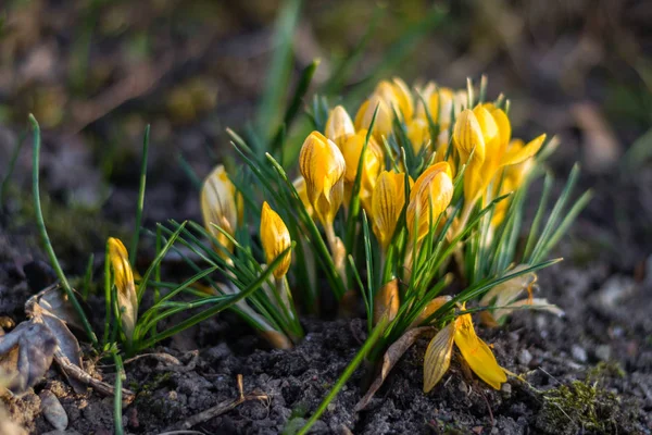 Gele Krokussen bloeien op de grond van de lente — Stockfoto