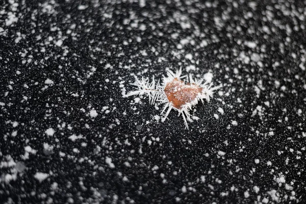 Kalp ile hoarfrost içinde donmuş black Ice kaplı yaprak şeklinde