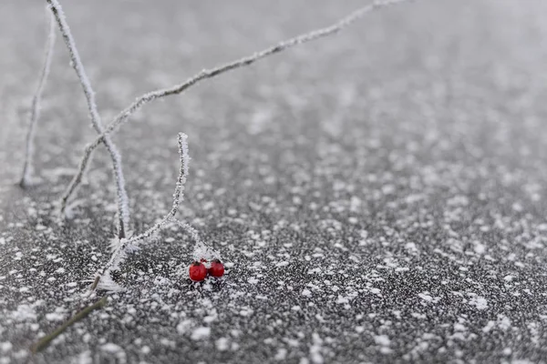 Prachtige bevroren rode bessen op tak met ijskristallen. — Stockfoto