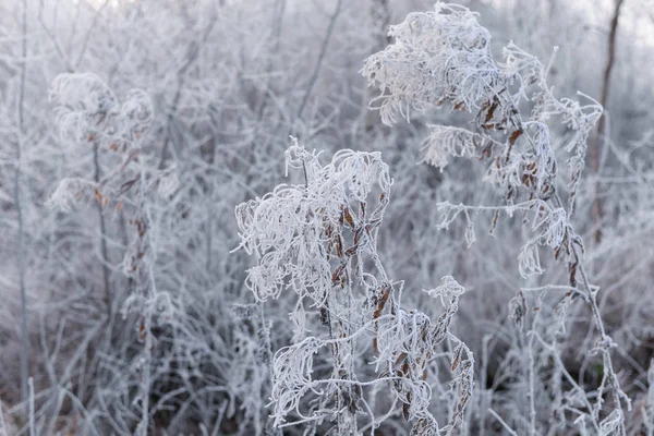 Hoarfrost karlı çalılar bir arka plan üzerinde kapsamında şube