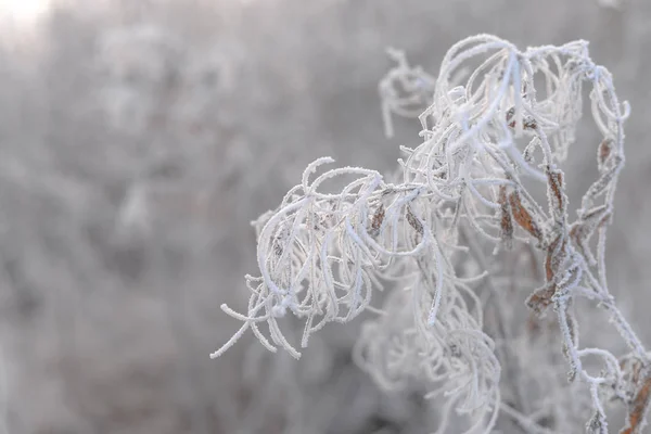 Hoarfrost karlı bir arka plan üzerinde kapsadığı yaprakları ile şube.