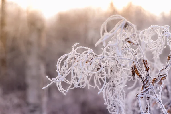 Hoarfrost karlı bir arka plan üzerinde kapsadığı yaprakları ile şube.