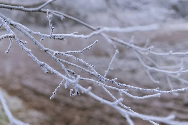 Dalları closeup hoarfrost ile kaplı.