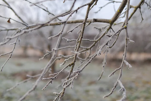 Grenarna närbild täckt med rimfrost. — Stockfoto